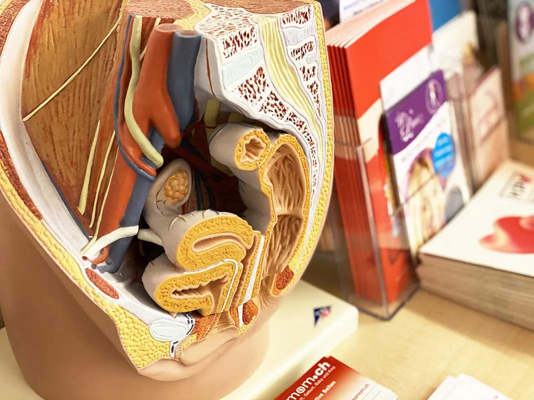 Einblick in die Praxisräume Anatomisches Beckenmodell und Informationsbroschüren in der Praxis in Bülach